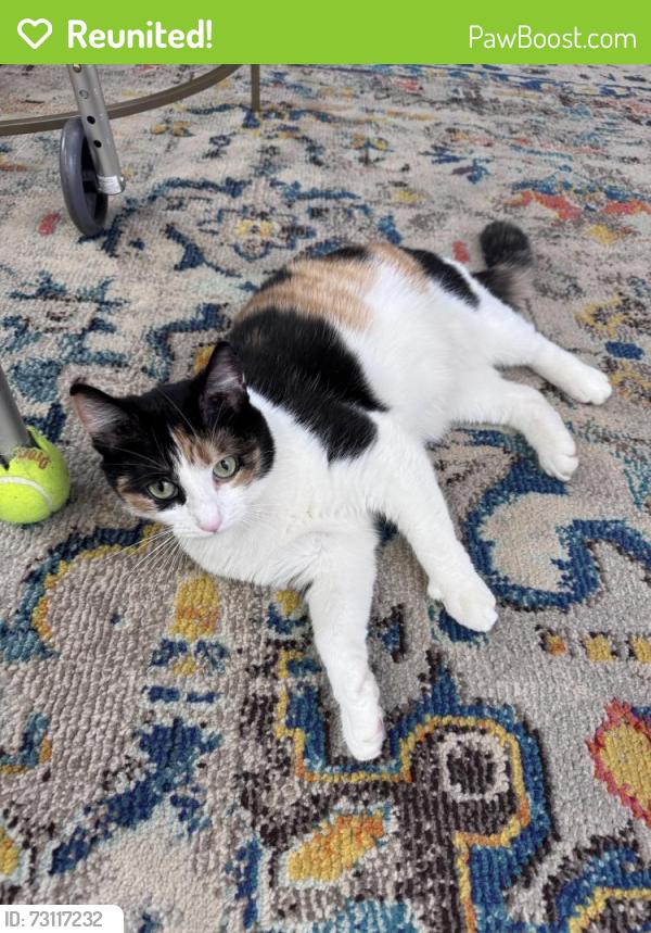 Reunited Female Cat last seen East 152nd St & Aspinwall Ave, Cleveland, OH 44110