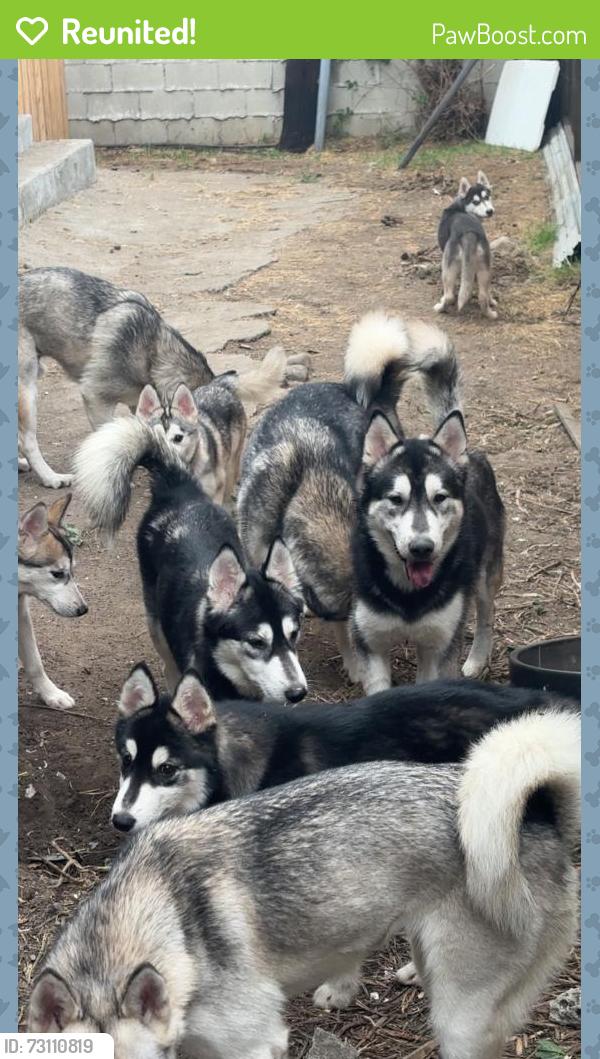 Reunited Female Dog last seen Near east avenue H, Lancaster, CA 93535