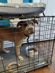 Found/Stray Female Dog last seen 51st and Yale, Tulsa, OK 74135