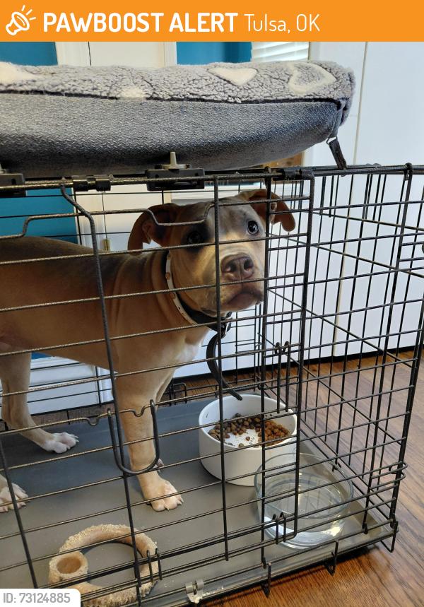 Found/Stray Female Dog last seen 51st and Yale, Tulsa, OK 74135