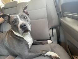 Reunited Female Dog last seen Highland springs high school, Highland Springs, VA 23075