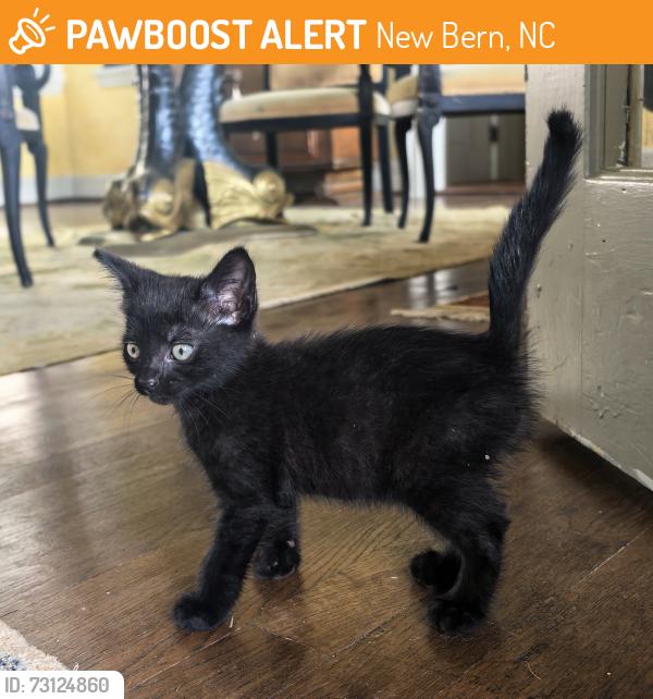Found/Stray Female Cat last seen Near Old Cherry Point Rd next to the lawn mowers shop, New Bern, NC 28560