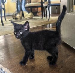 Found/Stray Female Cat last seen Near Old Cherry Point Rd next to the lawn mowers shop, New Bern, NC 28560