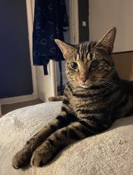 Reunited Male Cat last seen Thirlmere gardens, Rickmansworth Rd, England 