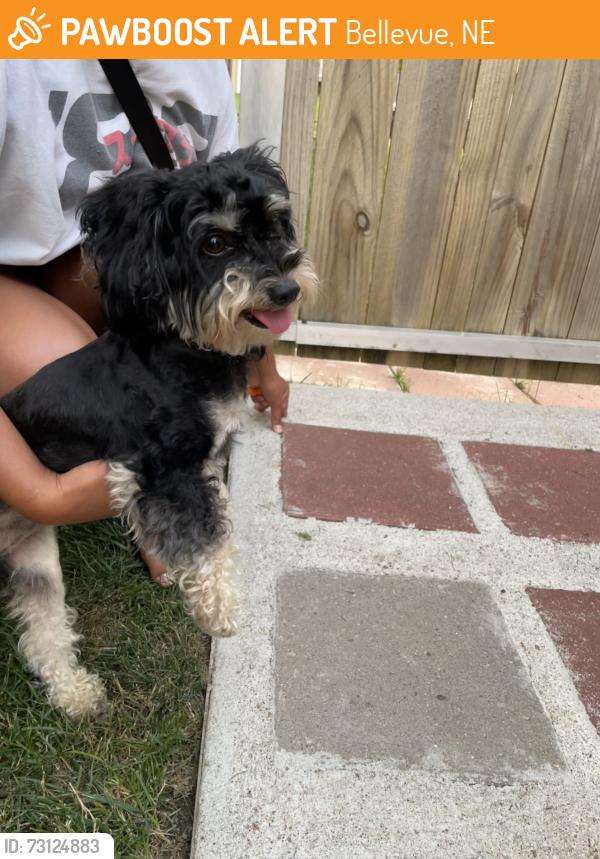 Found/Stray Female Dog last seen Fort crook Rd N. Bellebue, Bellevue, NE 68123