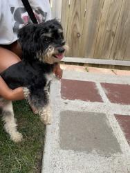 Found/Stray Female Dog last seen Fort crook Rd N. Bellebue, Bellevue, NE 68123