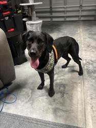 Reunited Female Dog last seen Arrowhead golf course, Myrtle Beach, SC 29579