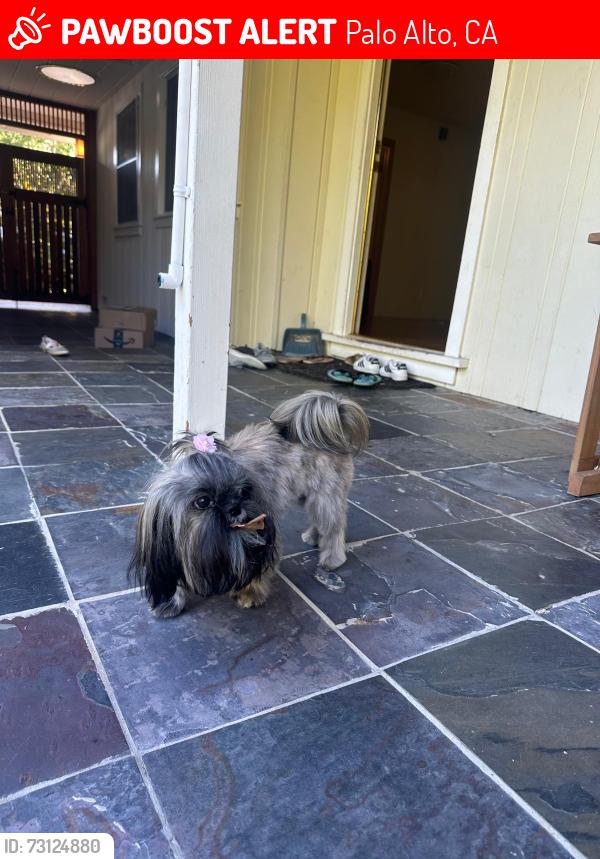 Lost Female Dog last seen greer and louis, Palo Alto, CA 94303