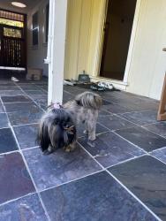 Lost Female Dog last seen greer and louis, Palo Alto, CA 94303