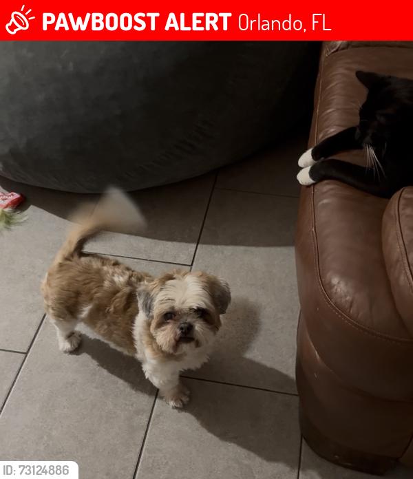 Lost Female Dog last seen Wetherbee est, Orlando, FL 32824