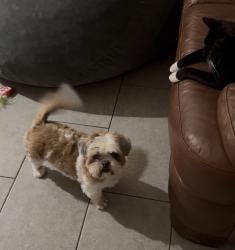 Lost Female Dog last seen Wetherbee est, Orlando, FL 32824