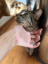 Reunited Male Cat last seen On Ferdinand Ave between Harvard and Fillmore, Forest Park, IL 60130