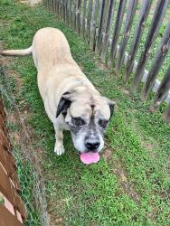 Reunited Male Dog last seen Indian Hills Subdivision on South Church Street, Murfreesboro, TN 37129