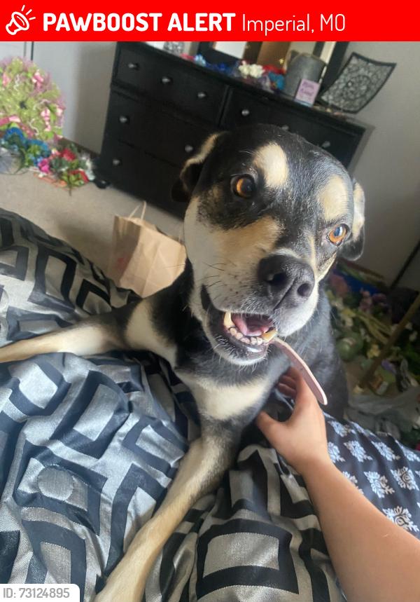 Lost Female Dog last seen Jeffco, Imperial, MO 63052