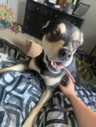 Lost Female Dog last seen Jeffco, Imperial, MO 63052