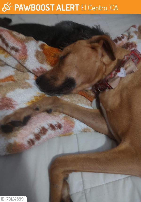 Found/Stray Female Dog last seen Ross ave and La BUCHURIE, El Centro, CA 92243