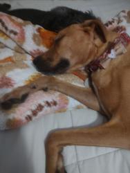 Found/Stray Female Dog last seen Ross ave and La BUCHURIE, El Centro, CA 92243