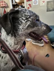 Reunited Female Dog last seen Blaney Ave, North Richland Hills, TX 76180, USA, North Richland Hills, TX 76180