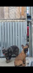 Reunited Male Dog last seen San Anselmo y san Carlo, Muscoy, CA 92407