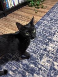 Found/Stray Female Cat last seen Columbia Plaza apmts, Washington, DC 20037