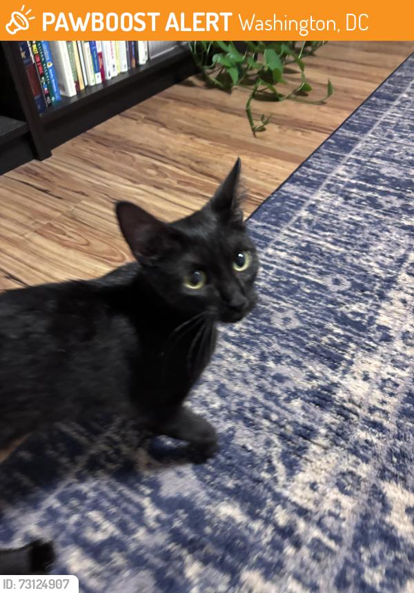 Found/Stray Female Cat last seen Columbia Plaza apmts, Washington, DC 20037