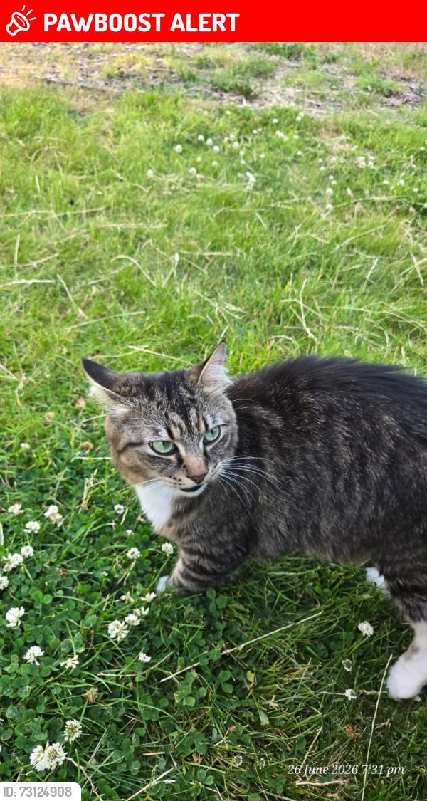 Lost Female Cat last seen M23 9DN, Greater Manchester, England M23 9DN