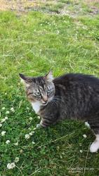 Lost Female Cat last seen M23 9DN, Greater Manchester, England M23 9DN