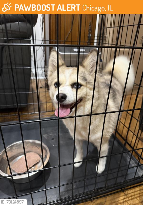 Found/Stray Female Dog last seen Columbus Ave and Central Park, Chicago, IL 60652