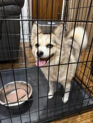 Found/Stray Female Dog last seen Columbus Ave and Central Park, Chicago, IL 60652