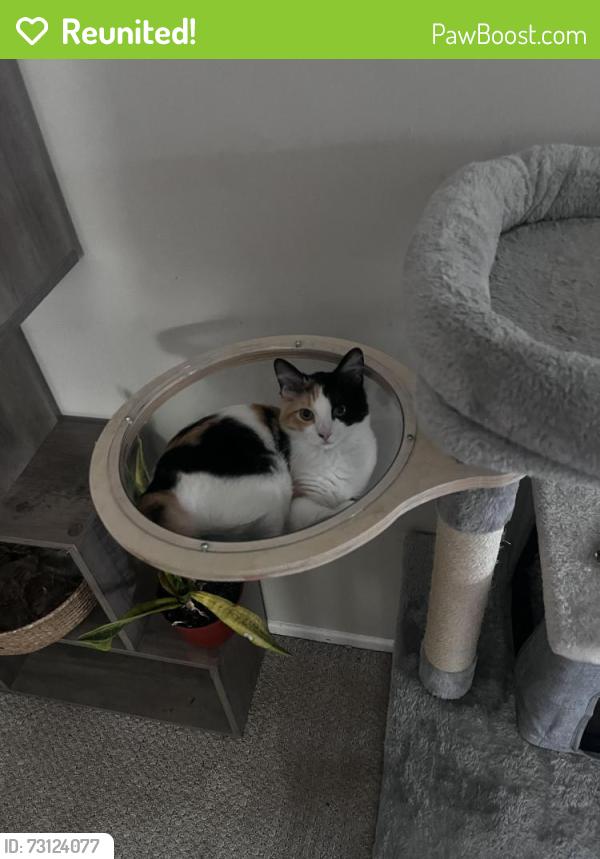 Reunited Female Cat last seen Allied Garden Park, San Diego, CA 92120
