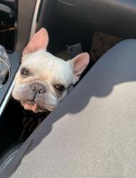 Reunited Female Dog last seen Fred Lee park, Palm Bay, FL 32907