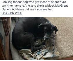 Lost Female Dog last seen In the woods behind the Spring Crossing subdivision, Greer, SC 29650