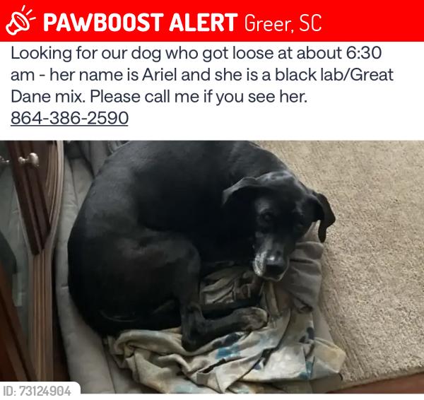 Lost Female Dog last seen In the woods behind the Spring Crossing subdivision, Greer, SC 29650
