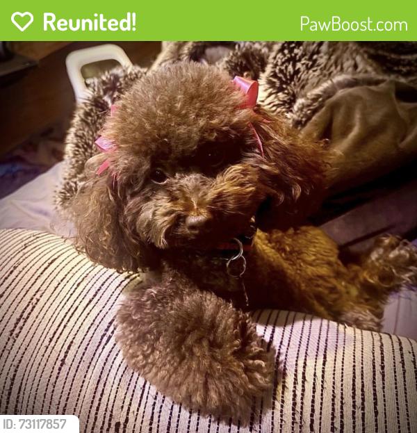 Reunited Female Dog last seen Omaha Rd SW and Colorado Trail SW, Atlanta, GA 30331