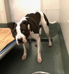 Shelter Stray Female Dog last seen Herndon, VA, 20171, Spofford Rd/Angeline Rd, Fairfax County, VA, 4500 West Ox Rd, Fairfax, VA 22030, USA