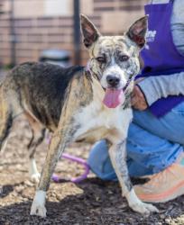 Shelter Stray Female Dog last seen Near Dogwood Farm Rd Decatur, 30034, 30034, GA, 3280 Chamblee Dunwoody Rd, Chamblee, GA 30341, USA
