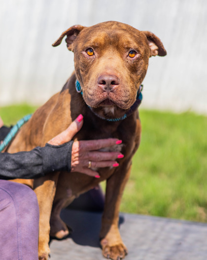 Shelter Stray Male Dog last seen Near Corner Stone Trail Decatur, 30034, 30034, GA, 3280 Chamblee Dunwoody Rd, Chamblee, GA 30341, USA