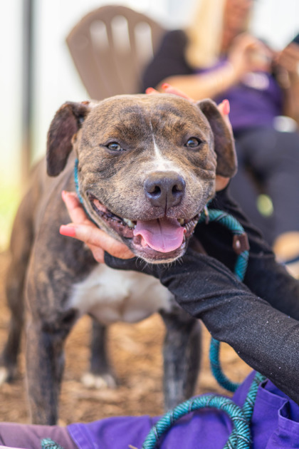 Shelter Stray Male Dog last seen Near Brenda Dr, 30035, GA, 3280 Chamblee Dunwoody Rd, Chamblee, GA 30341, USA