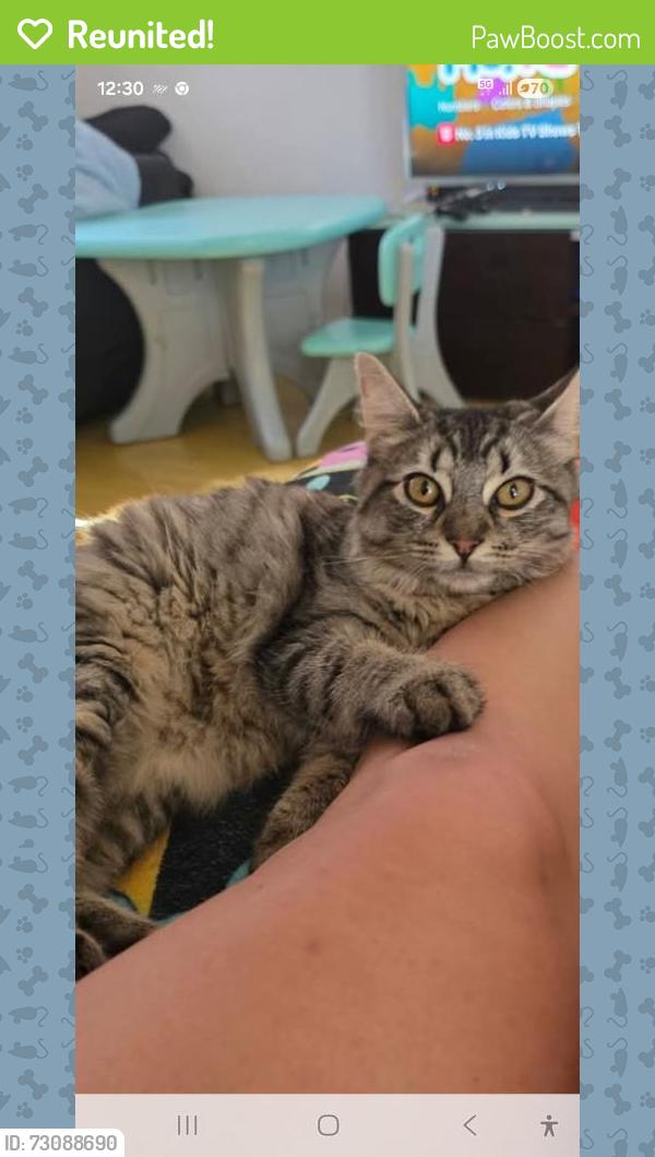 Reunited Female Cat last seen Alexander Heights, Alexander Heights, WA 6064
