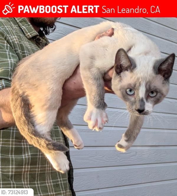 Lost Male Cat last seen Floresta blvd. The railroad, police station, back or the truck stops a trucker said they saw a new cat on the 9th, San Leandro, CA 94578
