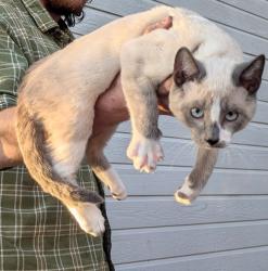 Lost Male Cat last seen Floresta blvd. The railroad, police station, back or the truck stops a trucker said they saw a new cat on the 9th, San Leandro, CA 94578