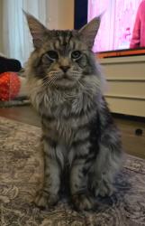 Reunited Male Cat last seen Robert tullis wynd, Fife, Scotland KY7 5BP
