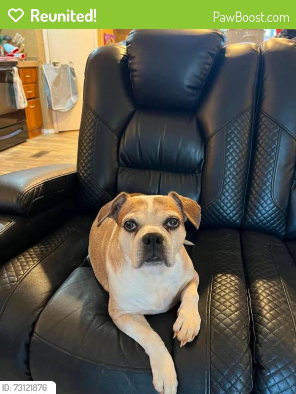 Reunited Female Dog last seen Off HWY29 near S & M Auto Shop, Belton, SC 29627