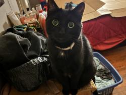 Lost Female Cat last seen Near Burger King next to Dollar General, Elmira, NY 14901