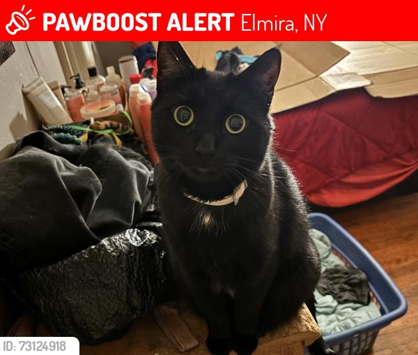 Lost Female Cat last seen Near Burger King next to Dollar General, Elmira, NY 14901