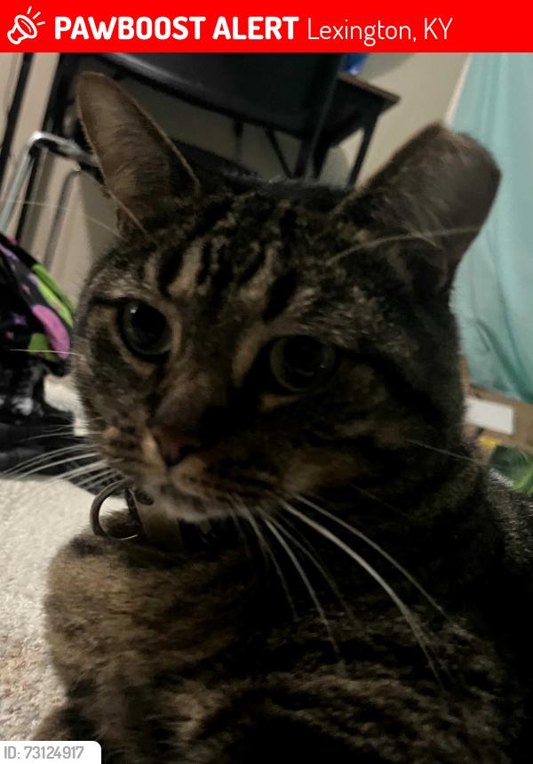 Lost Male Cat last seen Brandywine apmts, Lexington, KY 40515
