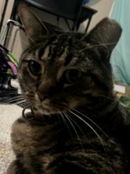 Lost Male Cat last seen Brandywine apmts, Lexington, KY 40515