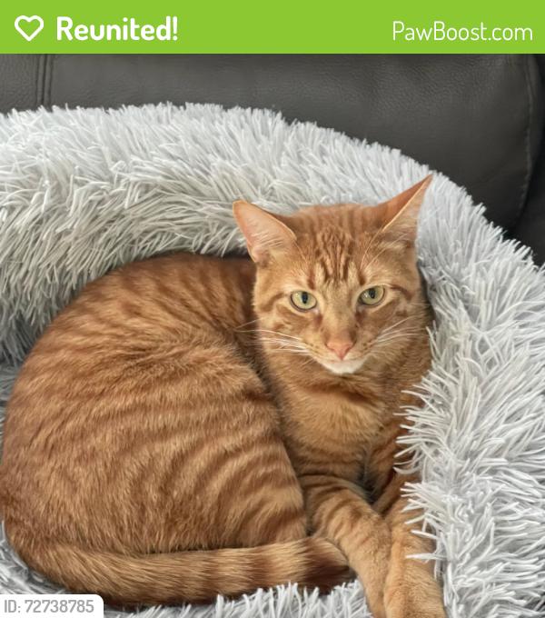 Reunited Male Cat last seen 42nd St and 19th Ave S, Minneapolis, MN 55407