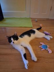 Reunited Female Cat last seen Remington St & Route 75, Suffield, CT 06078