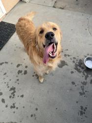 Found/Stray Male Dog last seen Mary Henley park, Hemet, CA 92545